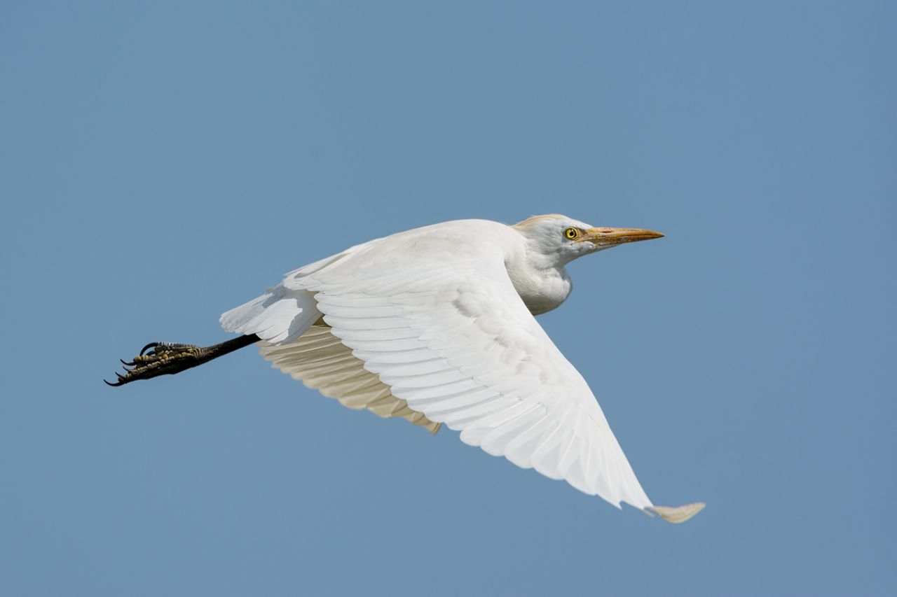 Airone guardabuoi (Bubulcus ibis)